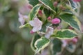 Old-fashioned Weigela florida variegata, rosey-pink tubular flowers Royalty Free Stock Photo